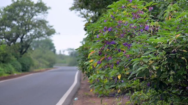 Road side karvi plant with its fully bloomed flower swaying by the wind. These flower blooms once in every seven years mostly found in western ghats. Strobilanthes callosa in slow motion.