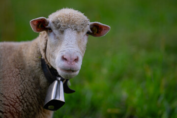 Obraz premium The sheep in the meadows. Sheep pasture on an farm, closeup. Sheep eating grass on a field. Sheep grazing in an meadow.