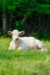 Obraz premium A curious white cow stands in a lush green pasture, gazing intently at the camera. Its soft fur glistens in the sunlight, while its large ears perk up, capturing the serene beauty of rural life.