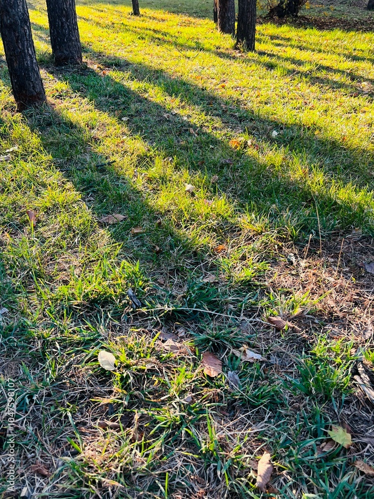 Aufkleber Golden Hour Sunlight Creating Long Shadows of Pine Trees Across Vibrant Autumn Grass in a Tranquil Forest Park Setting