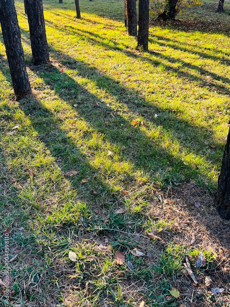 Aufkleber Golden Hour Sunlight Creating Long Shadows of Pine Trees Across Vibrant Autumn Grass in a Tranquil Forest Park Setting