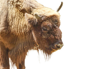 Aurochs isolated on white background