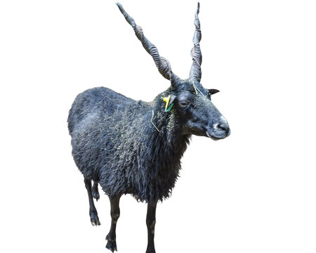 Black Racka sheep isolated on white. (Ovis aries aries racka)