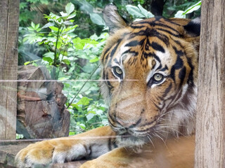 Malayan tiger at the zoo