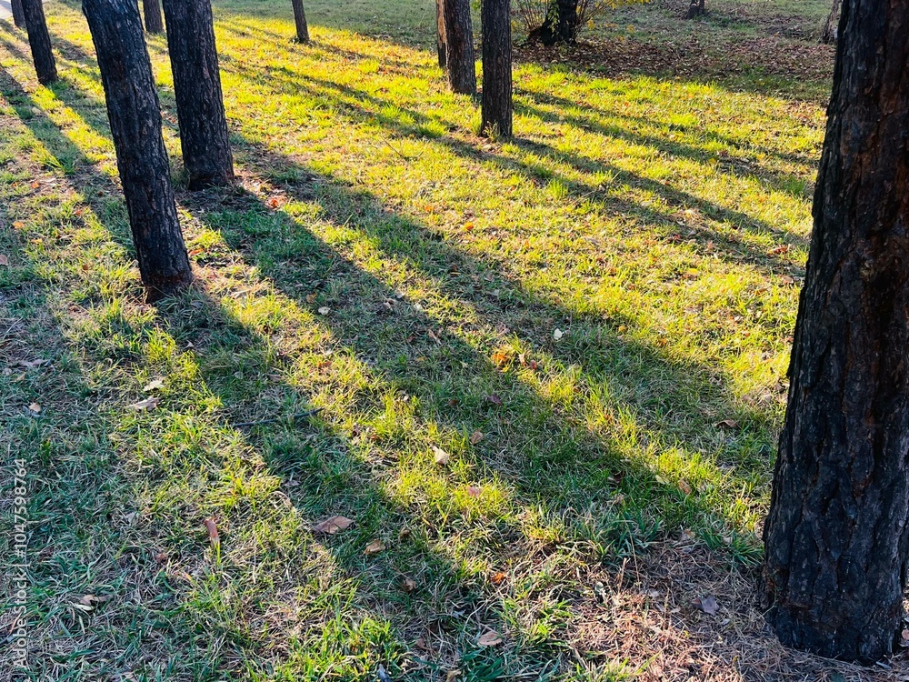 Aufkleber golden hour sunlight creating long shadows of pine trees across vibrant autumn grass in a tranquil f
