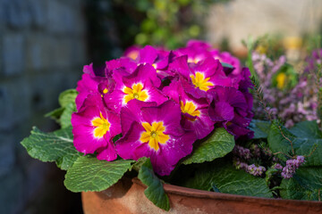 Pink polyanthus primroses in bloom