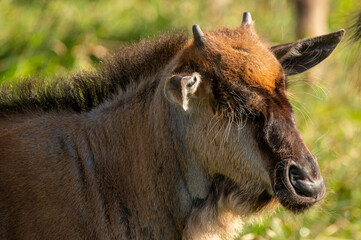 Fototapeta premium close-up of a baby gnu wildebeast in the ngorongoro crater tanzania