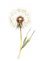 Fototapeta premium Watercolor Dandelion Flower with Fluffy Seeds. Botanical Illustration of Wild Herb in Nature