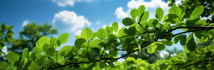 Fototapeta premium Detail of tall green tree canopy in spring, vibrant colors and blue sky