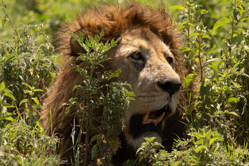 close-up portrait  of a lion sitting in the grass en turning her head to look straight at me in the ngorongoro crater tanzania