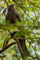 close-up of an eagle sitting in the top of a tree in the ngorongoro crater tanzania