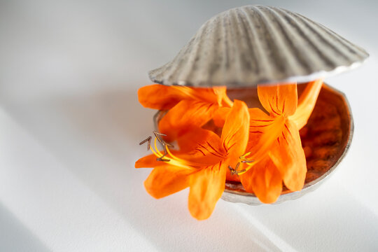 Still life with campis flowers in a small seashell-shaped box on a white surface. Space for text.