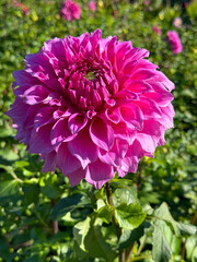 Dahlia flower beautiful pink bloom 