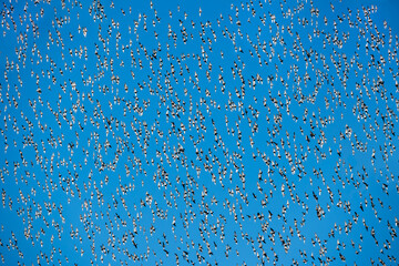 A flock of starling birds in the sky
