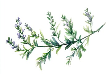 Obraz premium Hand drawn watercolor illustration of wormwood plant, essential oil drop and flowers on white background