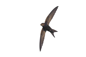 Isolated flying black swift. Common Swift (Apus apus).
