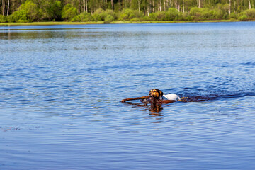 Dog retrieves thrown stick in water