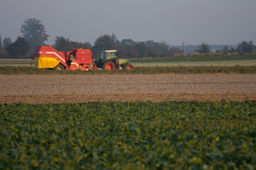 Farm machinery harvesting potatoes on farm field © Bagatela