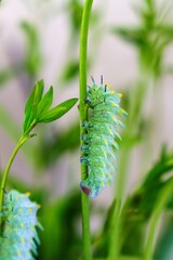 An exquisite green caterpillar with black spikes delicately clings to a slender branch while showcasing its vibrant beauty against a soft backdrop of blurred foliage.