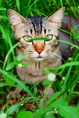 cat in grass