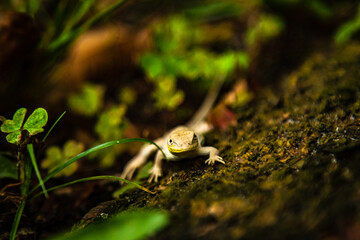 lizard in the bush