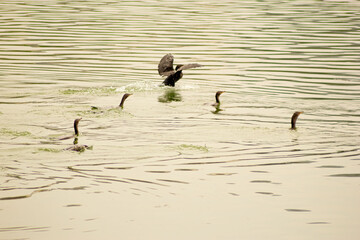 Biguá, ave aquática voando sobre as águas de um lago. 