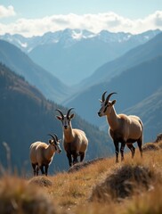 panoramic view wild goats nature 1
