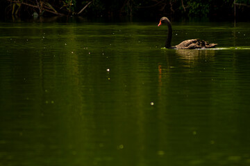 Cisne negro, ave de penas pretas nadando em lago da Mata Atlântica Brasileira.  
