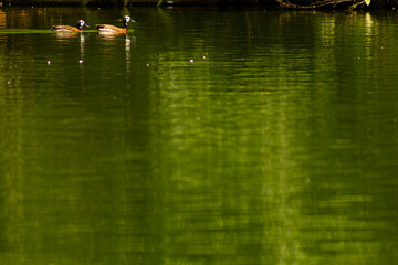 Irerê ave aquática nadando nas águas de um lago. 