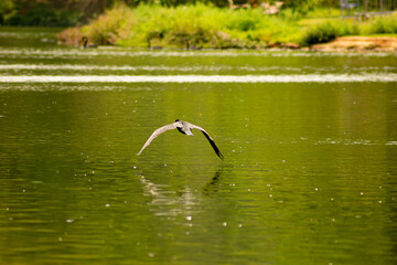 Biguá, ave aquática voando sobre as águas de um lago. 