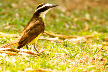Bem-te-vi ave de penas pretas e peito amarelo. 