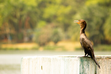 Biguá tomando banho de sol sobre uma estrutura de concreto no meio de uma lago. Ave aquática típica da fauna brasileira. 