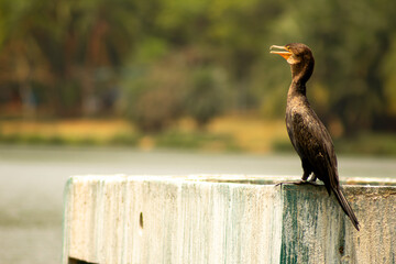 Biguá tomando banho de sol sobre uma estrutura de concreto no meio de uma lago. Ave aquática típica da fauna brasileira. 