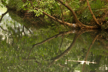 Fototapeta premium Reflexo de árvore tombada nas margens de um lago. 