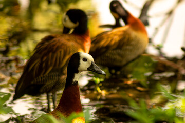 O irerê, pato de cara branca ou paturi é uma ave presente na fauna brasileira. 