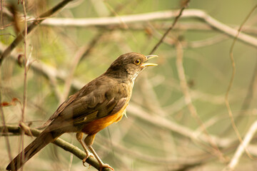 Sabi&aacute;-laranjeira uma ave de pena de cor marro e alaranjada encontrada nas floresta e parques do Brasil. 