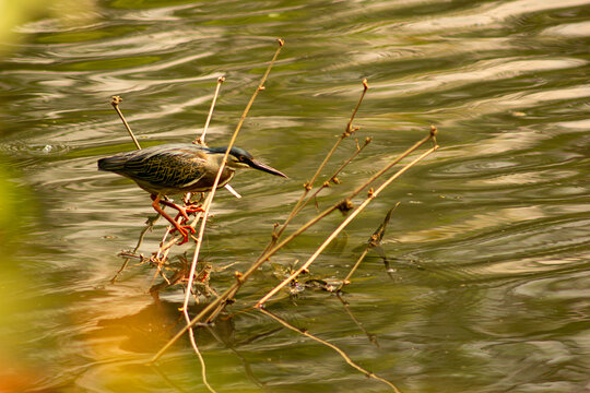 Ave pescado de bico pontudo pescando em um lago. 