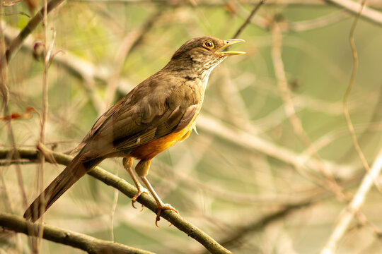 Sabi&aacute;-laranjeira uma ave de pena de cor marro e alaranjada encontrada nas floresta e parques do Brasil. 