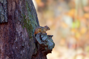 The eastern chipmunk (Tamias striatus) in the park.