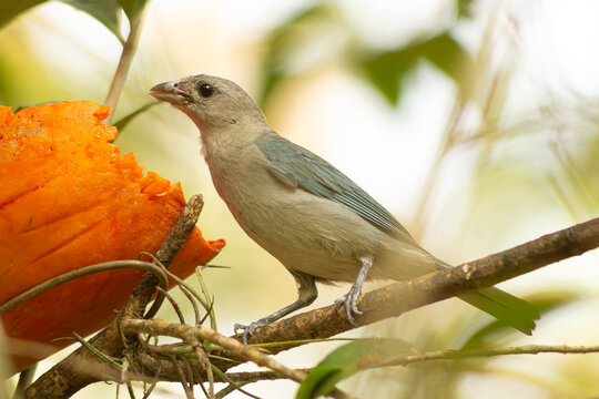 Sanha&ccedil;o-cinzento &eacute; um ave de penas acinzentada e asa de cor azul encontrada na fauna brasileira. 