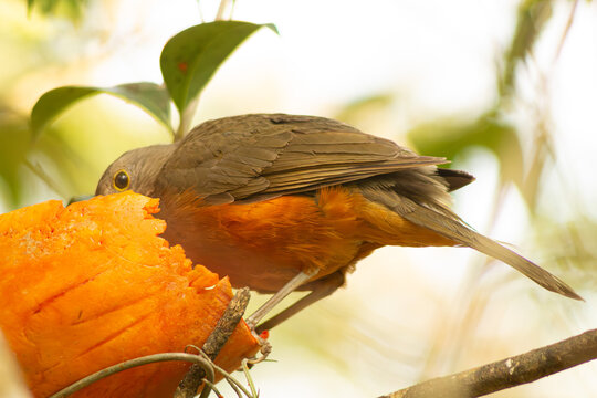 Sabi&aacute;-laranjeira uma ave de pena de cor marro e alaranjada encontrada nas floresta e parques do Brasil. 