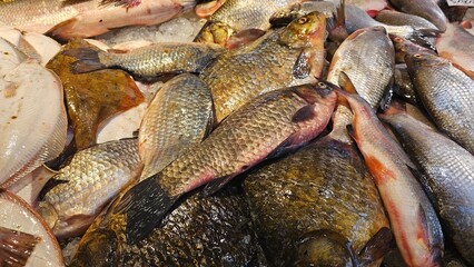 Fresh catch of the day. A close up image of a variety of fresh fish on ice at a fish market.