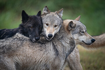 Obraz premium Wolf Pack at Peace