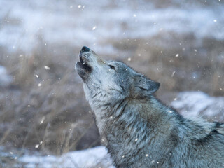 Howling Wolf