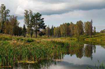 Obraz premium a beautiful autumn pond overgrown with reeds
