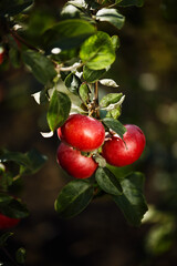 Ripe Red Apples Hanging from a Tree Branch in Sunlight