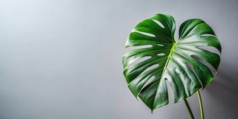Swiss cheese plant Monstera deliciosa with leading lines