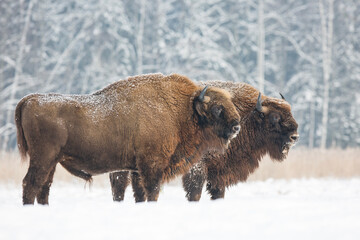 Żubry europejskie (Bos bonasus) zimą w padającym śniegu © Michal Przystas