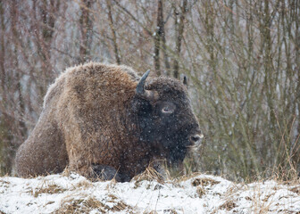 Żubr europejski (Bos bonasus) zimą w padającym śniegu © Michal Przystas