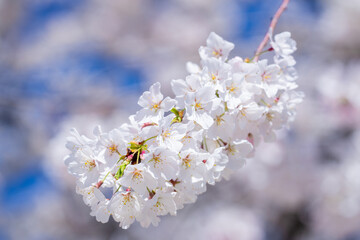 Flowering tree branch with white flowers. Spring background. Blooming tree branches white flowers and blue sky background, close up. Cherry blossom, sakura garden, spring orchard, spring sunny day.